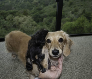 Coco and Lucy posing… sort of.