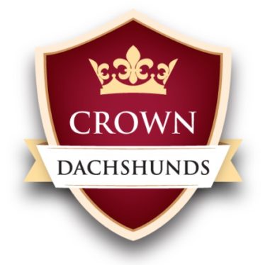 Crown Dachshunds 